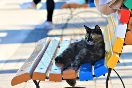 Marsaxlokk, Malta. A fisherman’s cat is enjoying the brand new painted bench with the traditional “Luzzu colors” at the waterfront of Marsaxlokk (Photo: Jordi Vegas Macias).
