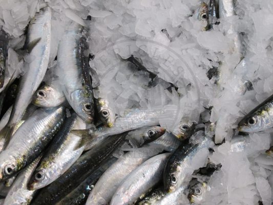 anchovies kavala fish market